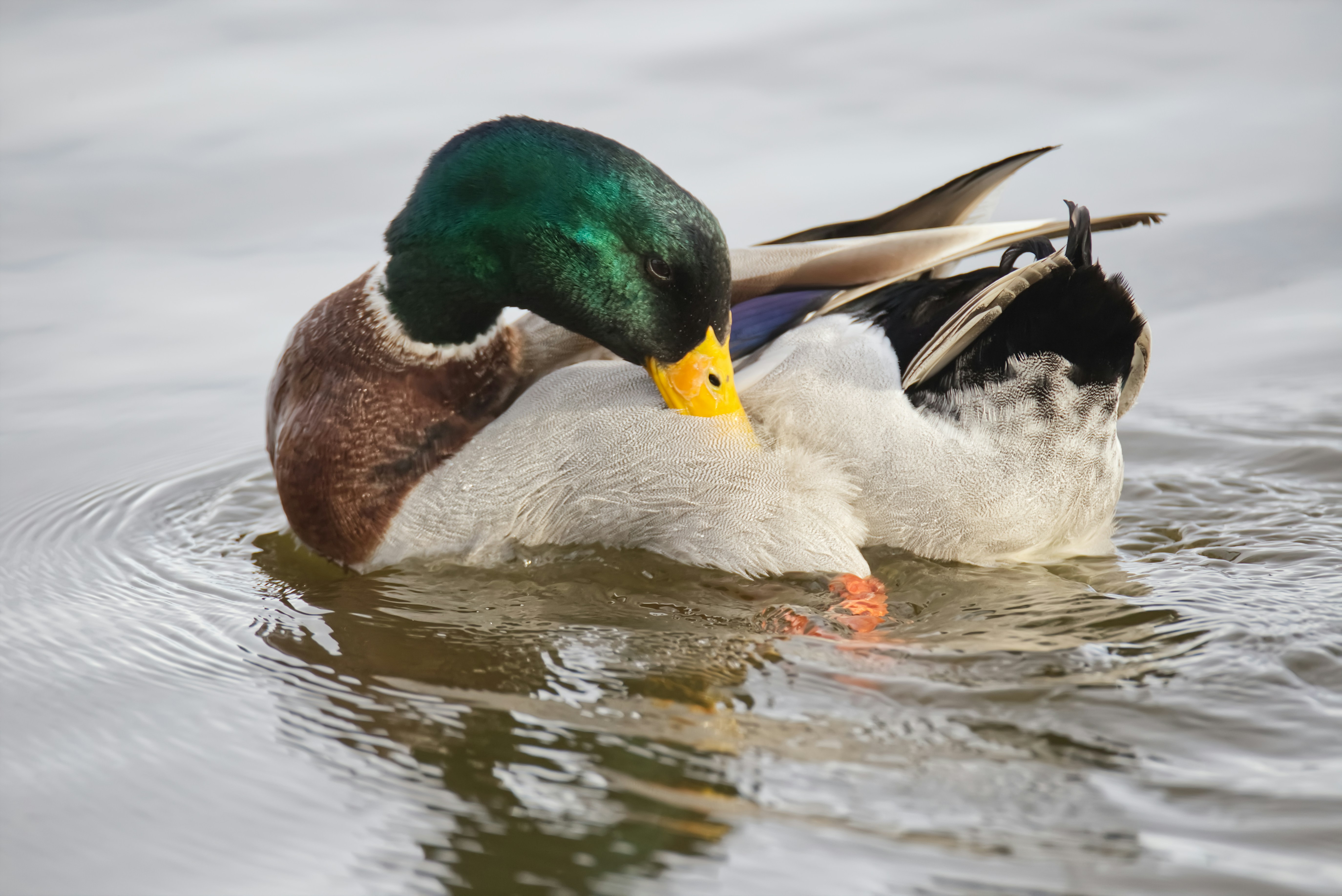 picture of a duck in water