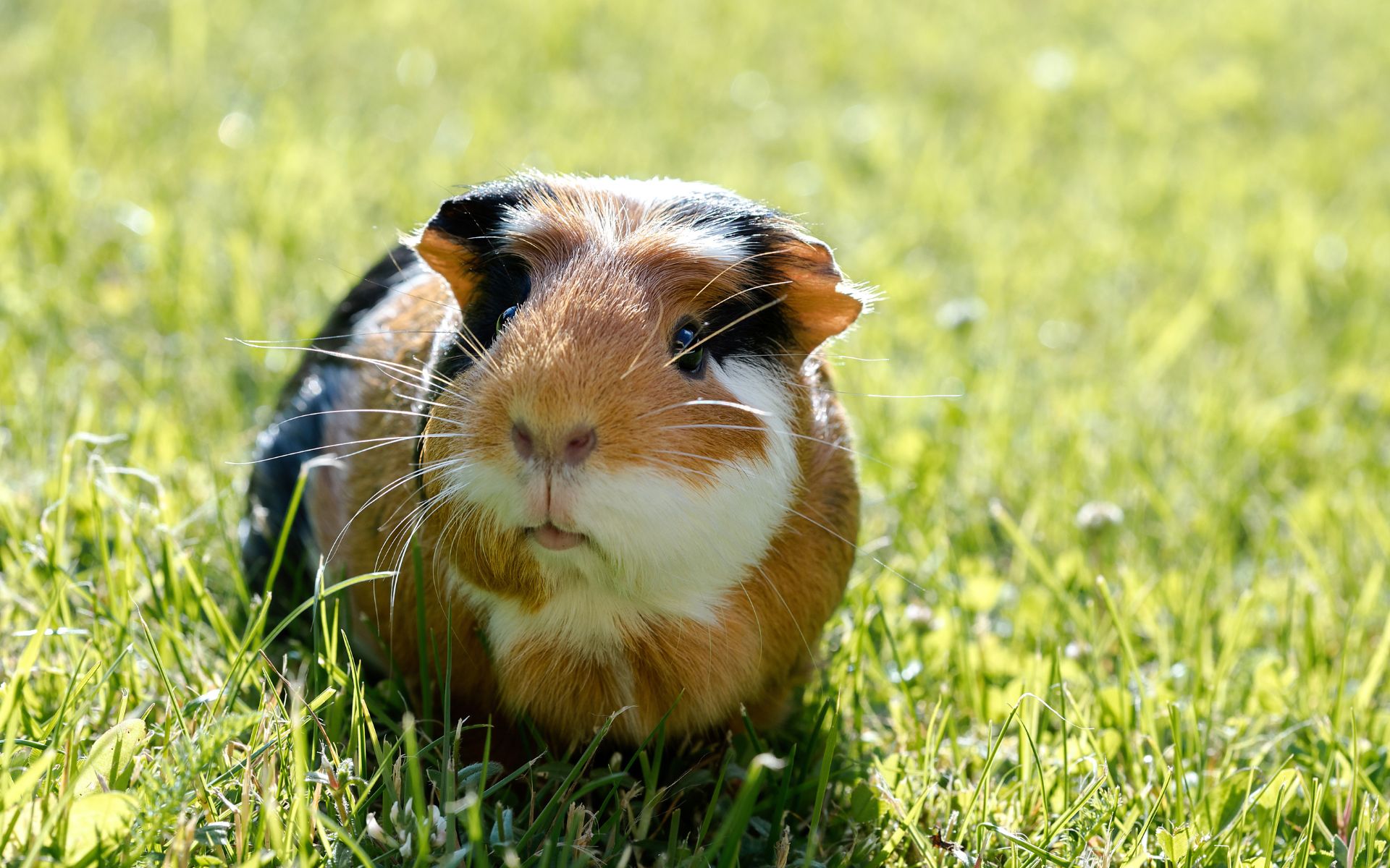 Picture of a Guinea Pig outdoors